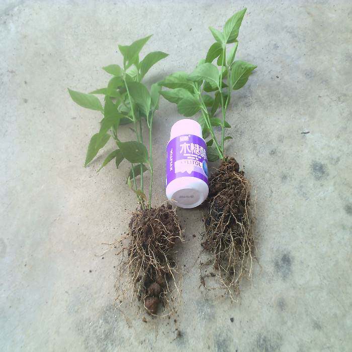 红丝线红蓝草植物种苗 包邮红色染饭糯米饭染料五色饭可包粽子