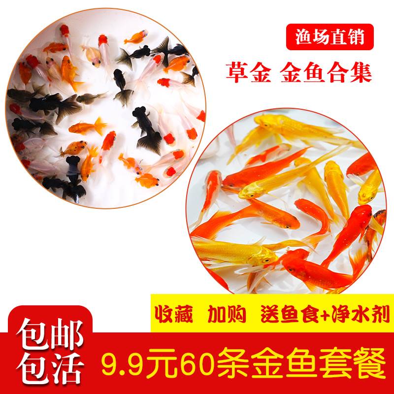 金鱼活体草金鱼活鱼观赏鱼鱼苗小金鱼小型淡水好养耐活冷水鱼锦鲤