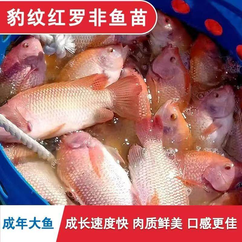 四川精品红罗非鱼苗批发可过冬图片
