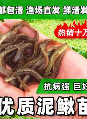 四川泥鳅鱼苗批发鲜活食用淡水