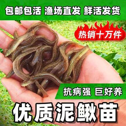四川泥鳅苗鲜活食用台湾泥鳅苗本地黑泥鳅淡水养殖筏钓活体饲料鱼