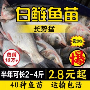 江苏白鲢鱼苗大头鱼胖头鱼淡水鱼苗花鲢鱼苗鳙鱼苗雄鱼苗食用养殖