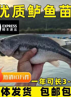 湖北发货保真特大鲈鱼苗批发包活