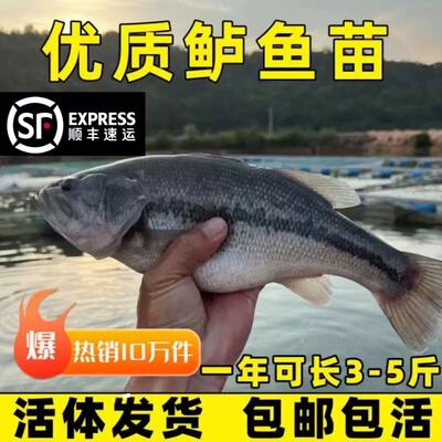 湖北发货特大鲈鱼苗批发保真包活