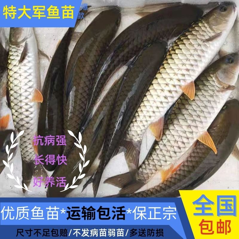 四川发货特大军鱼苗批发保真包活