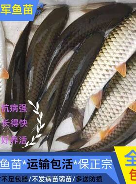 四川发货特大军鱼苗批发保真包活