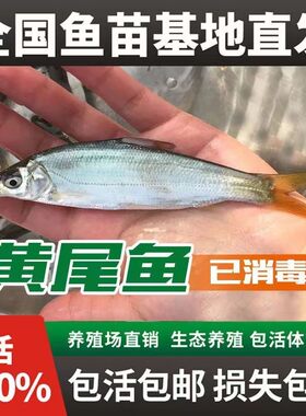四川发货特大黄尾鱼苗批发包活