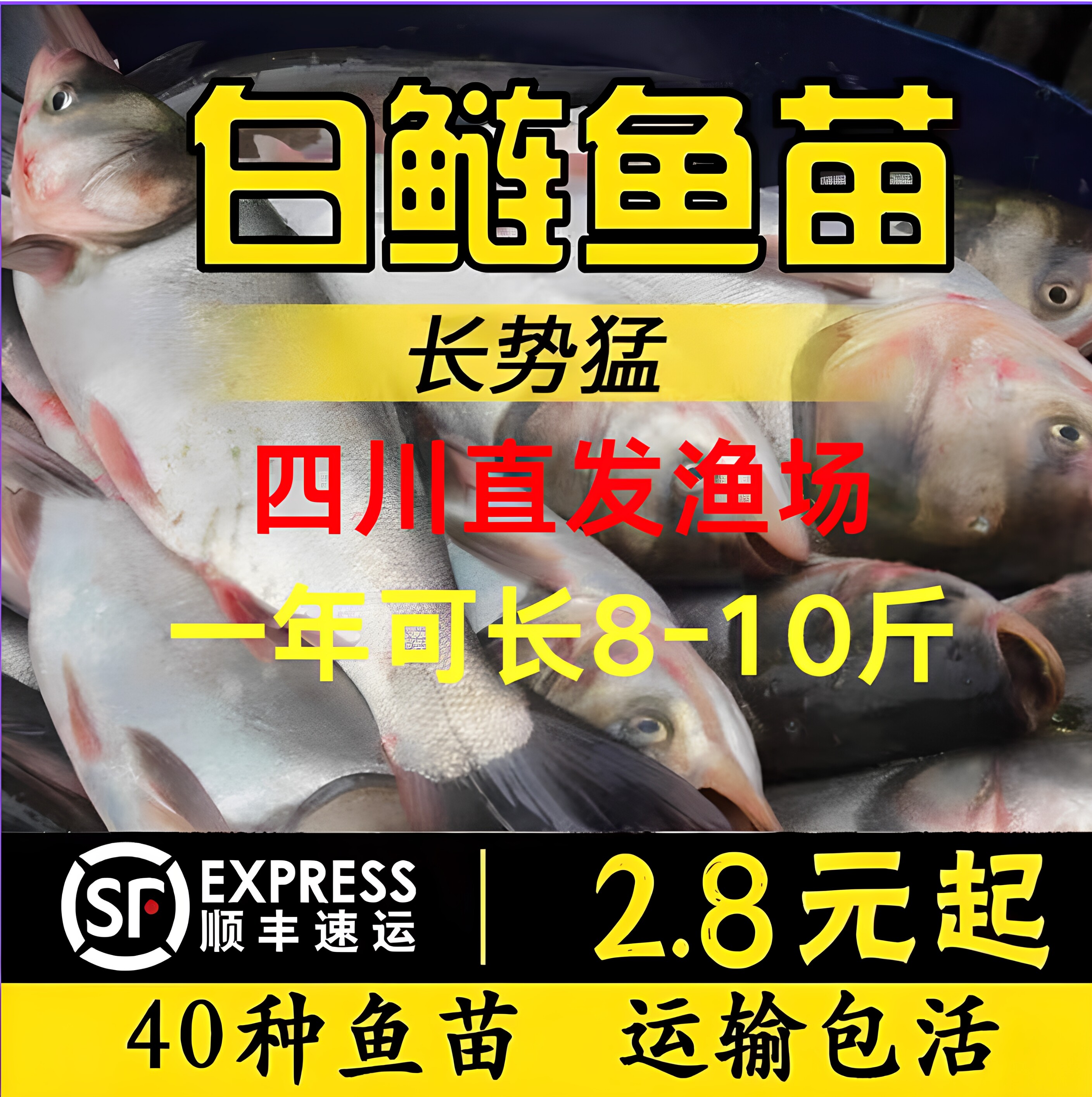 四川白鲢鱼苗大头鱼胖头鱼淡水鱼苗花鲢鱼苗鳙鱼苗雄鱼苗食用养殖