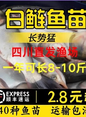 四川白鲢鱼苗大头鱼胖头鱼淡水鱼苗花鲢鱼苗鳙鱼苗雄鱼苗食用养殖