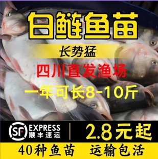 四川白鲢鱼苗大头鱼胖头鱼淡水鱼苗花鲢鱼苗鳙鱼苗雄鱼苗食用养殖