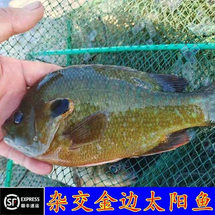 四川发货超大太阳鱼苗批发顺丰