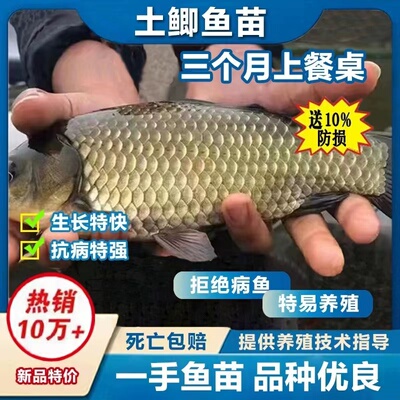 四川发货大土鲫鱼苗批发包活正宗