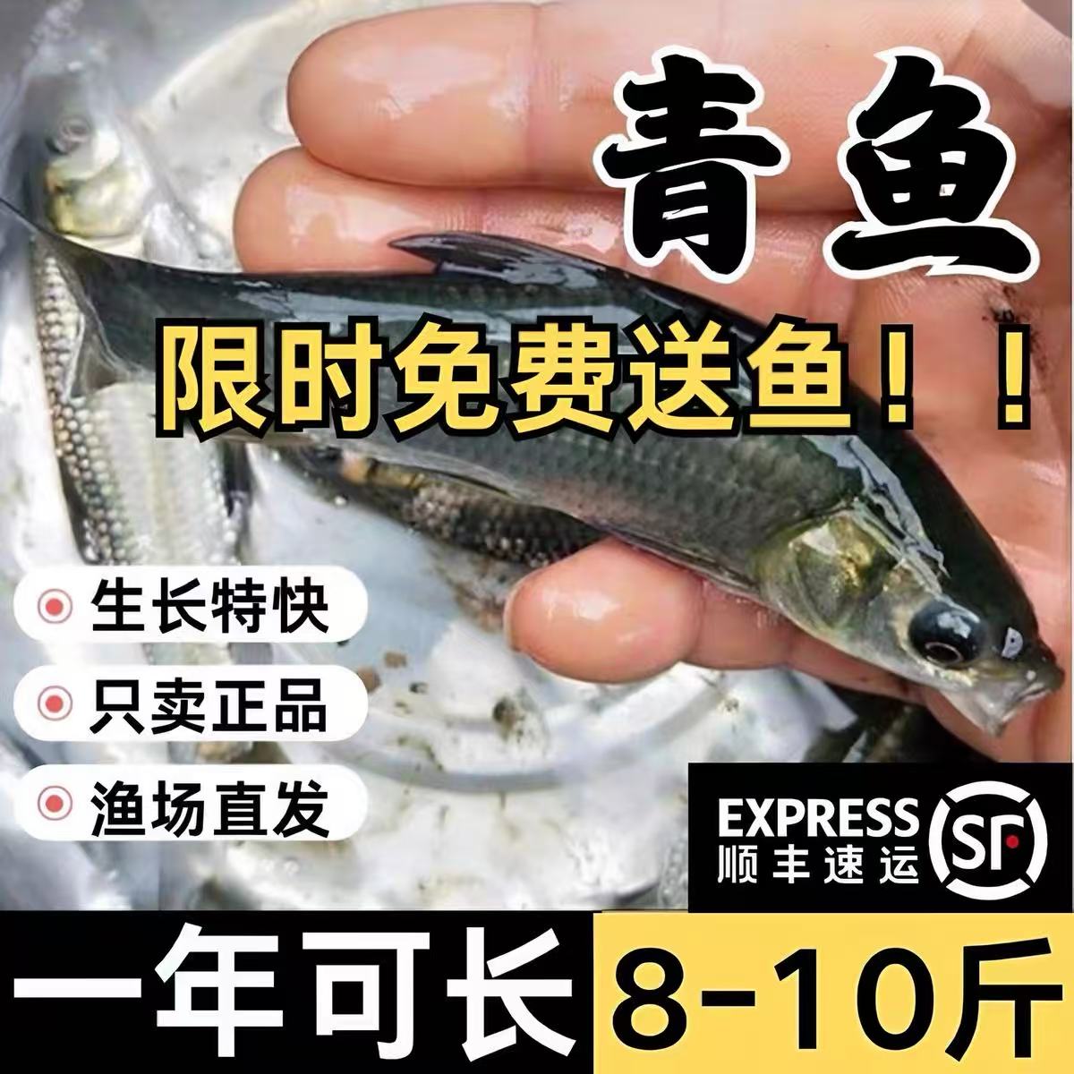 湖北发货半斤大青鱼苗批发顺丰图片