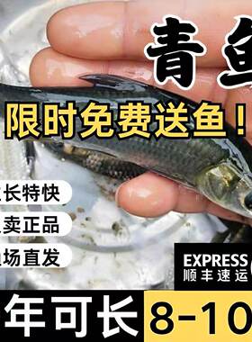 湖北发货半斤大青鱼苗批发顺丰