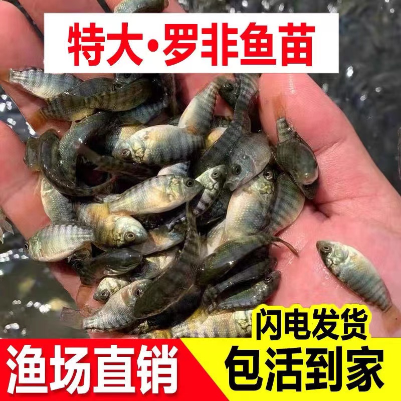 包活送防损【重庆发货】鱼苗批发