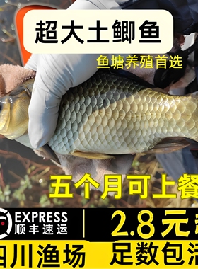 四川土鲫鲫鱼苗工程鲫湘云鲫大板大品种中科五号好养殖活体活体苗