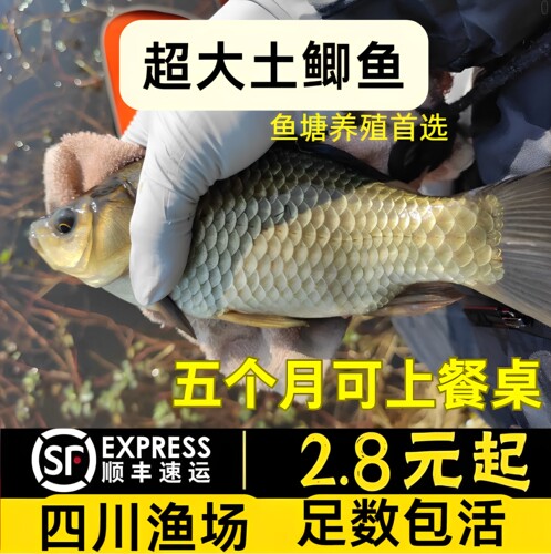 四川鲫鱼苗批发顺丰包活各类鲫鱼