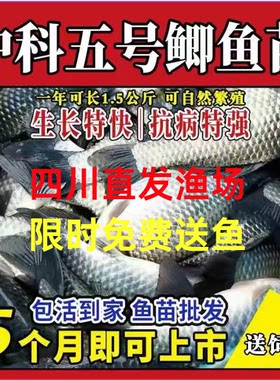 优质中科鲫鱼苗保真包活鱼苗批发