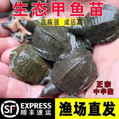 四川发货包活到家特大甲鱼苗