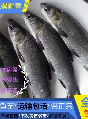 广西发货半斤螺蛳青鱼苗批发包活