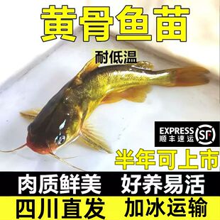 四川黄辣丁鱼苗黄骨鱼苗黄颡鱼苗淡水养殖食用黄丫头黄鸭叫昂刺鱼