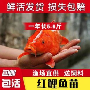 广东红鲤鱼兴国荷叶红鲤鱼建鲤鱼苗特大可食用观赏鱼冷水鱼苗包活