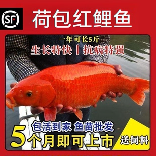 广东荷包红鲤鱼兴国荷叶红鲤鱼建鲤鱼苗特大可食用观赏鱼冷水鱼苗