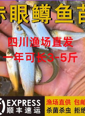 四川赤眼鳟鱼苗红眼鱼鱼苗淡水活体鱼塘养殖赤眼好养鱼苗鱼生本地