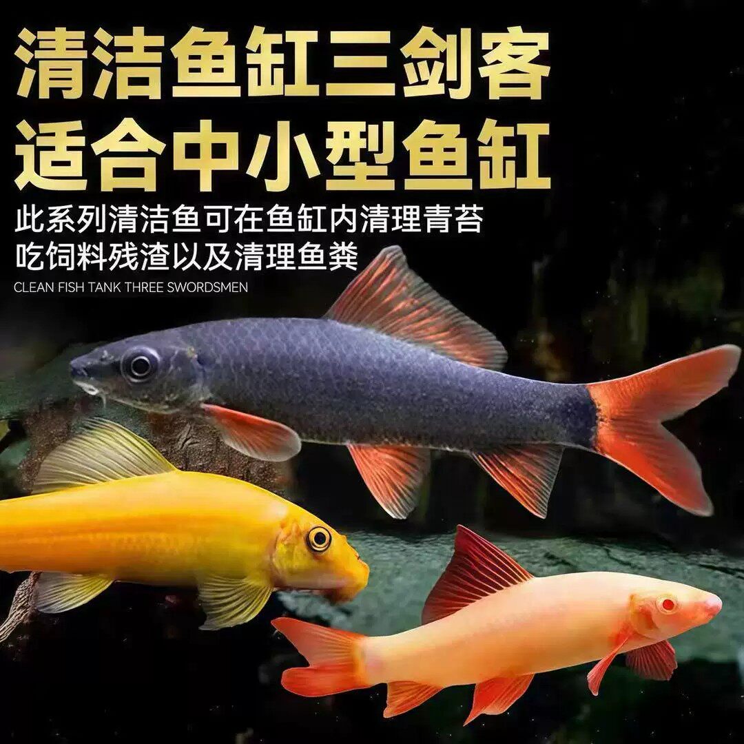 四川热带观赏鱼清洁鱼鱼缸鱼金苔鼠除藻吃粪便垃圾鱼老鼠鱼清道夫