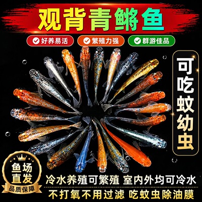 观背青鳉鱼冷水好养群游不打氧