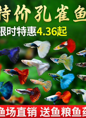 孔雀鱼热带鱼小型观赏鱼精品好养活淡水鱼繁殖孕母临产胎生凤尾鱼