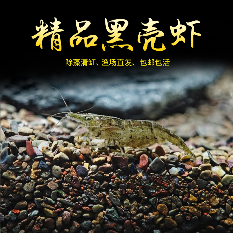黑壳虾除藻工具清洁水草虾