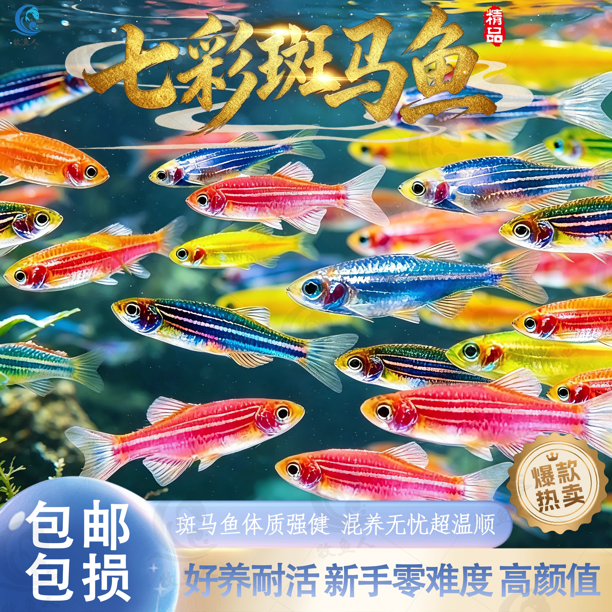 好养耐活斑马鱼热带观赏鱼孔雀鱼红绿灯鱼淡水金鱼苗小型灯科小鱼