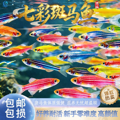 好养耐活斑马鱼热带观赏鱼孔雀鱼红绿灯鱼淡水金鱼苗小型灯科小鱼