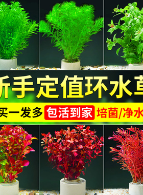 水草植物鱼缸造景套餐阴性水榕蜈蚣草水兰真草火山石懒人水草装饰