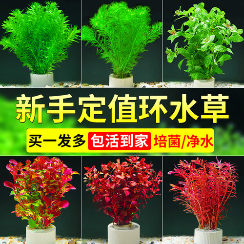 好养水草鱼缸造景种植环水草