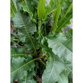 换四川新现SAJ挖非种植土大黄血三鲜七金不牛大黄止血草箭草头羊