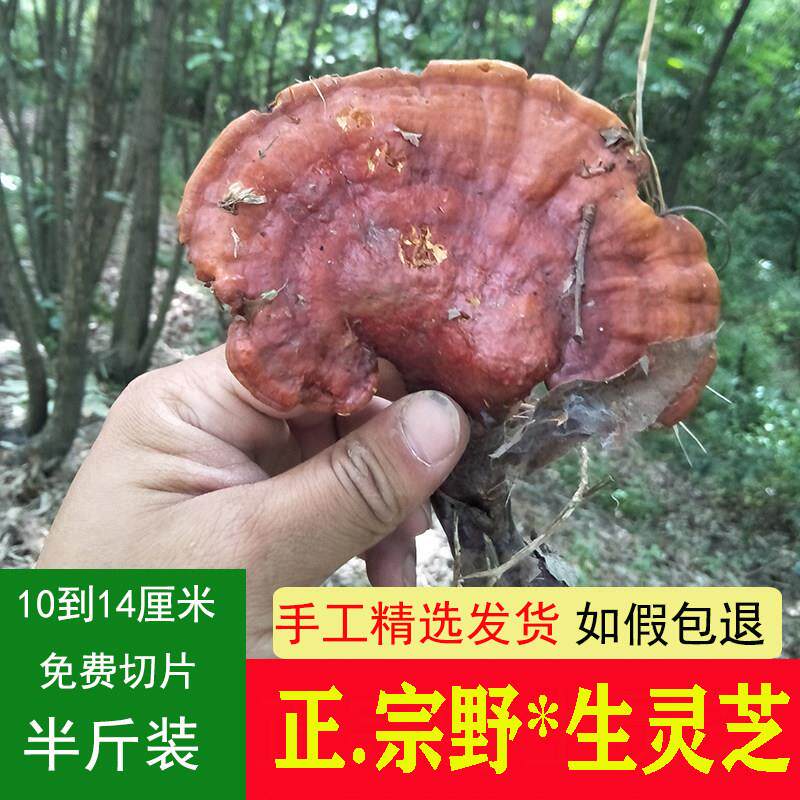 神农架货新JTU货山野生林芝深灵野生赤灵芝干 干野生芝整枝非灵芝