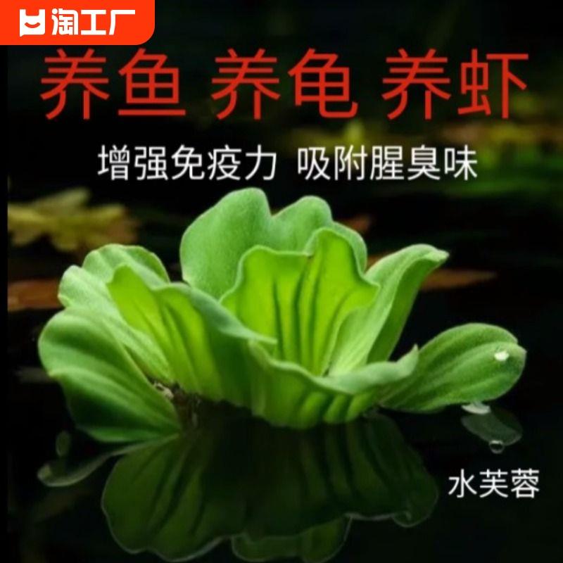 水芙蓉养鱼养虾躲避水生大叶浮萍室内庭院池塘水培植物水葫芦淡水