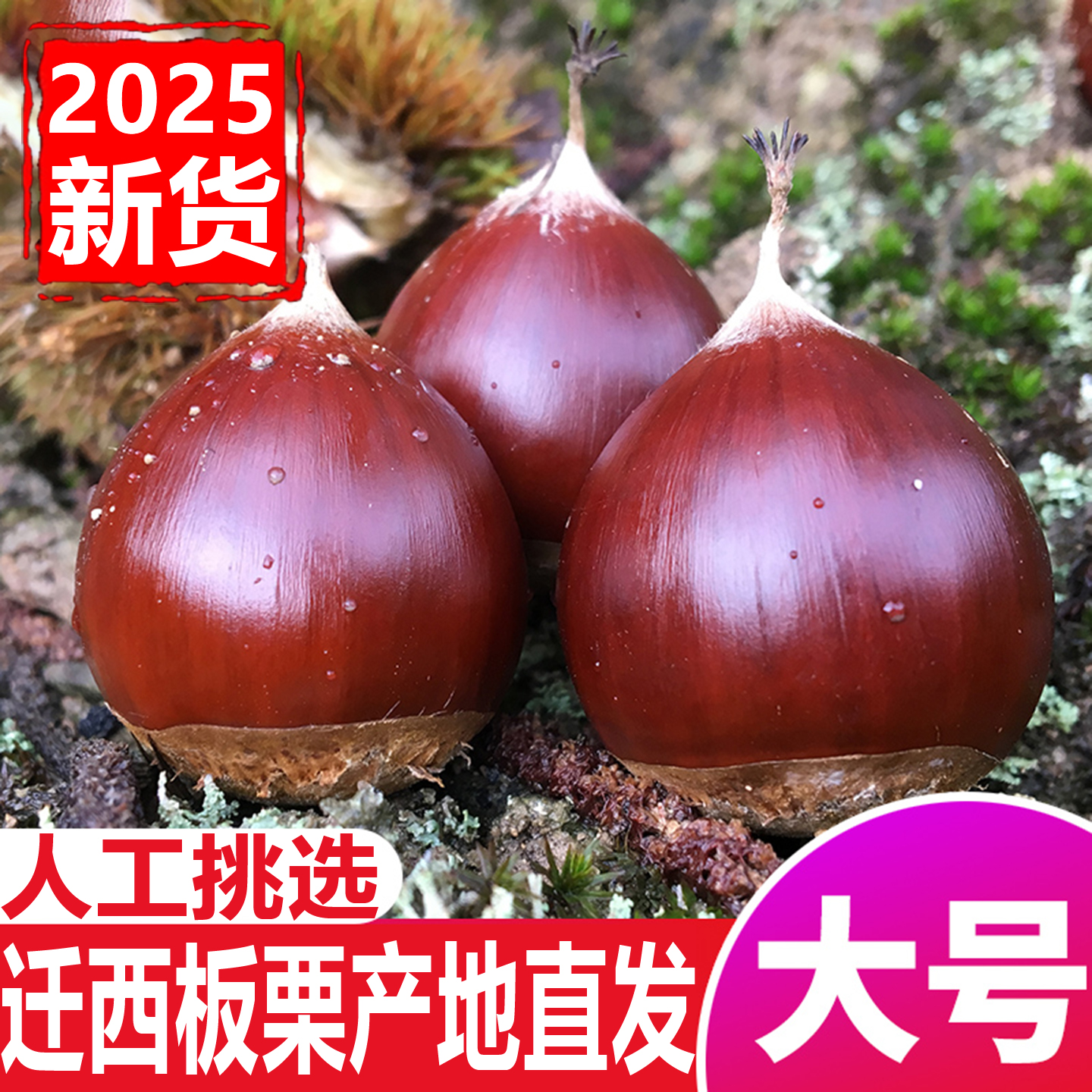 【全网热销74w+】迁西板栗生新鲜