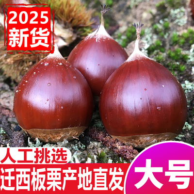2025新鲜山东迁西板栗鲜栗子生嫩大板粟锥栗野生板票生新鲜新油板