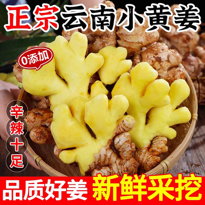 云南正宗新小黄姜老姜生姜新鲜黄姜土姜现挖子姜嫩姜鲜姜农家种植