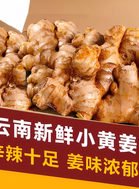 2026新货正宗云南小黄姜旗舰店批发优质新鲜生姜农家自种老姜野生