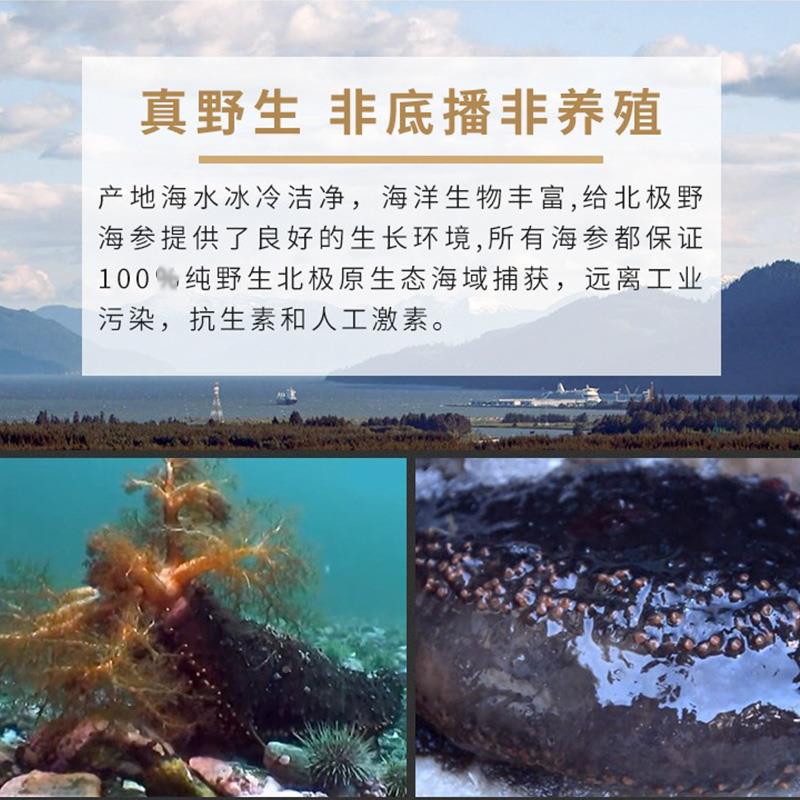 国内现货 YRO西SALN罗莎琳加拿大生大洋海参干货OSN野非即食刺身4