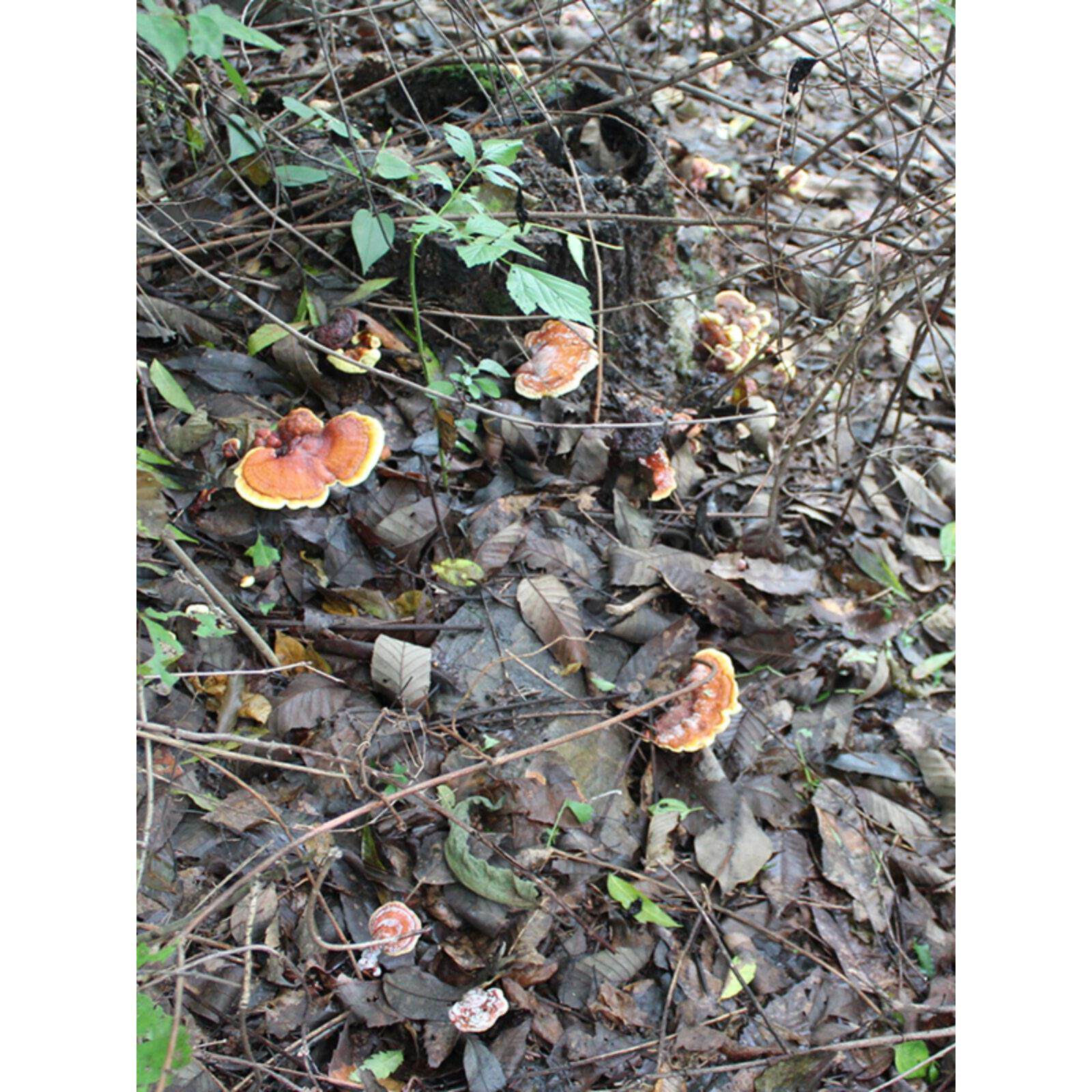 神农架野灵芝非整生枝天然赤林芝CVS家孢子粉农自采可代切片粉包