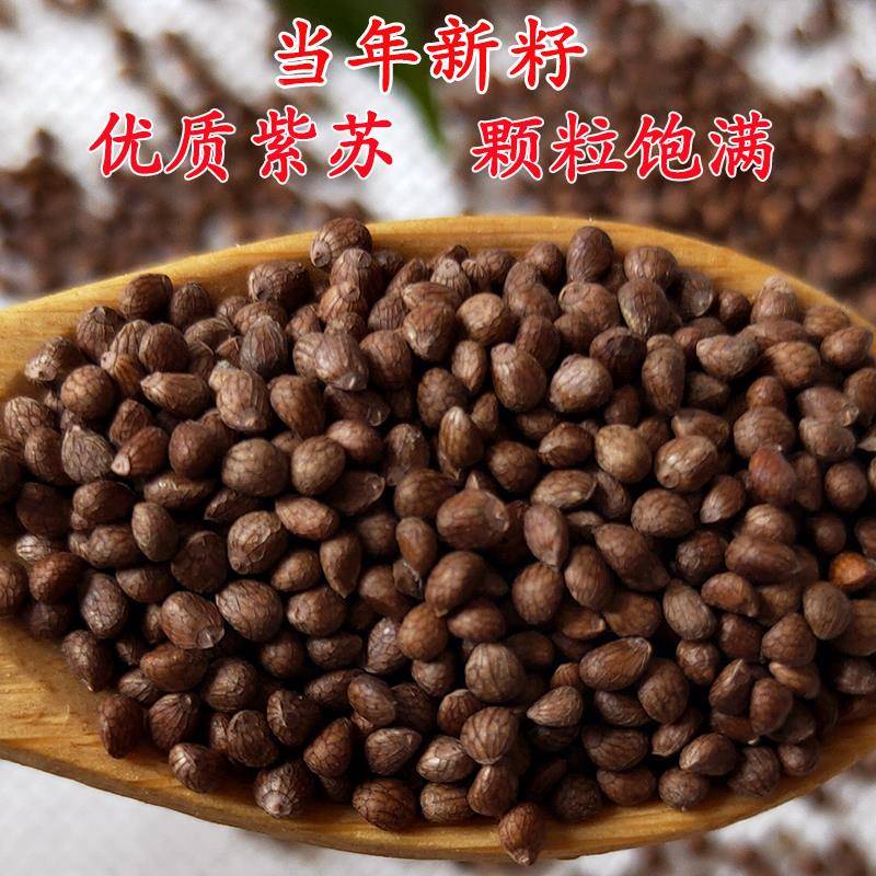 紫苏油产白山冷榨苏子油东北食用自现榨卖苏JHP籽油苏麻油 50现0