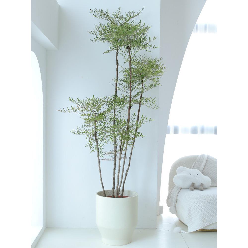 大型南天竹老桩南天竺禅意造型绿植庭院造景阳台客厅室内植物盆栽