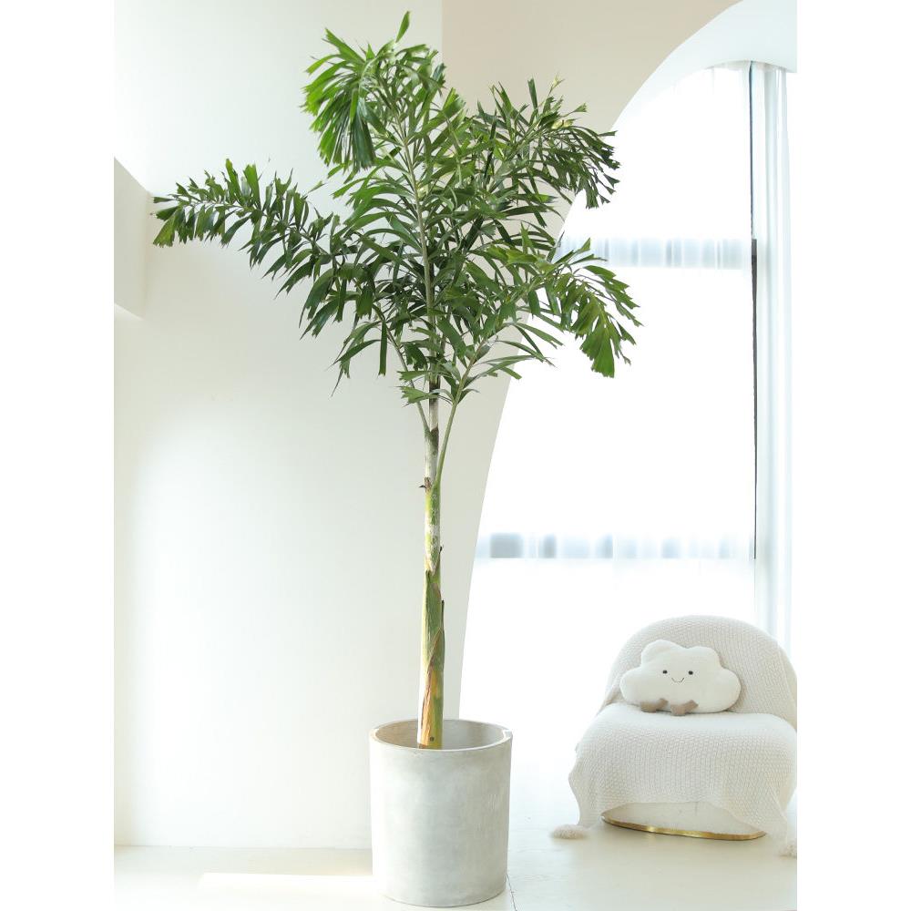 狐尾椰热带植物盆栽室内大型绿植室外阳台庭院绿化网红棕榈椰子树
