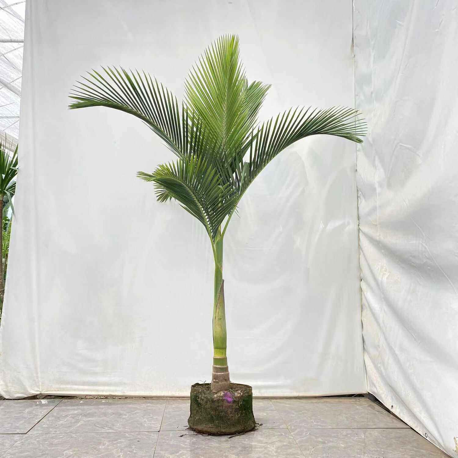 假槟榔树苗椰子树热带植物棕榈庭院客厅大型真绿植盆栽室内外好养