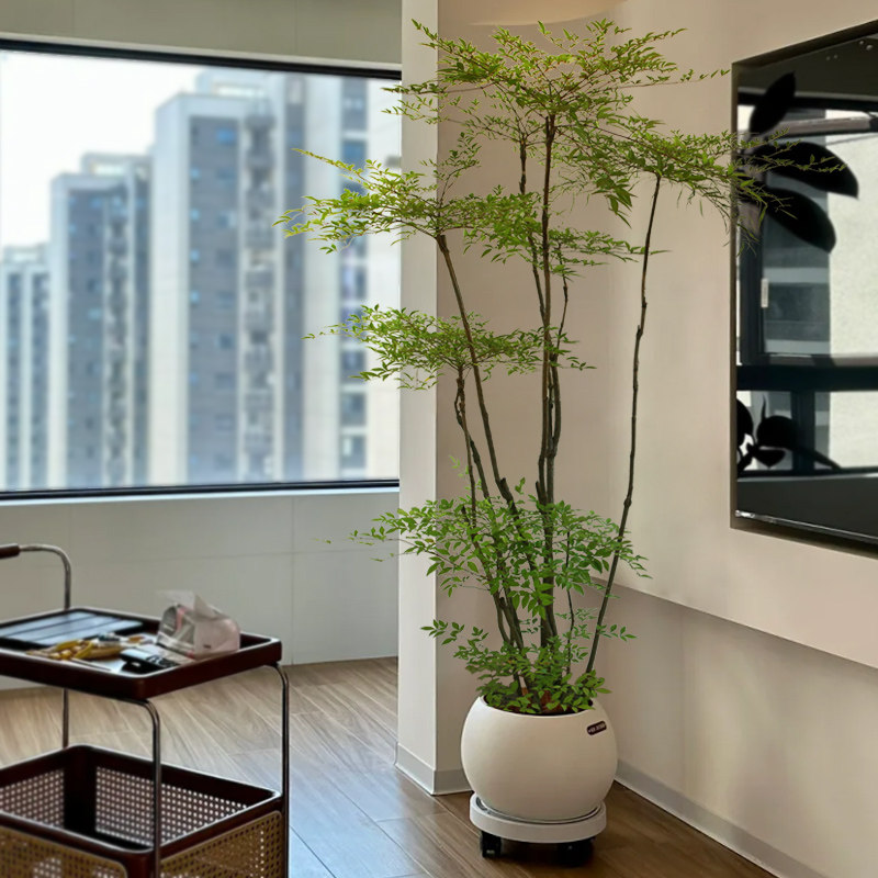 火焰南天竹大型盆栽室内客厅办公室落地绿植网红好养植物真花卉